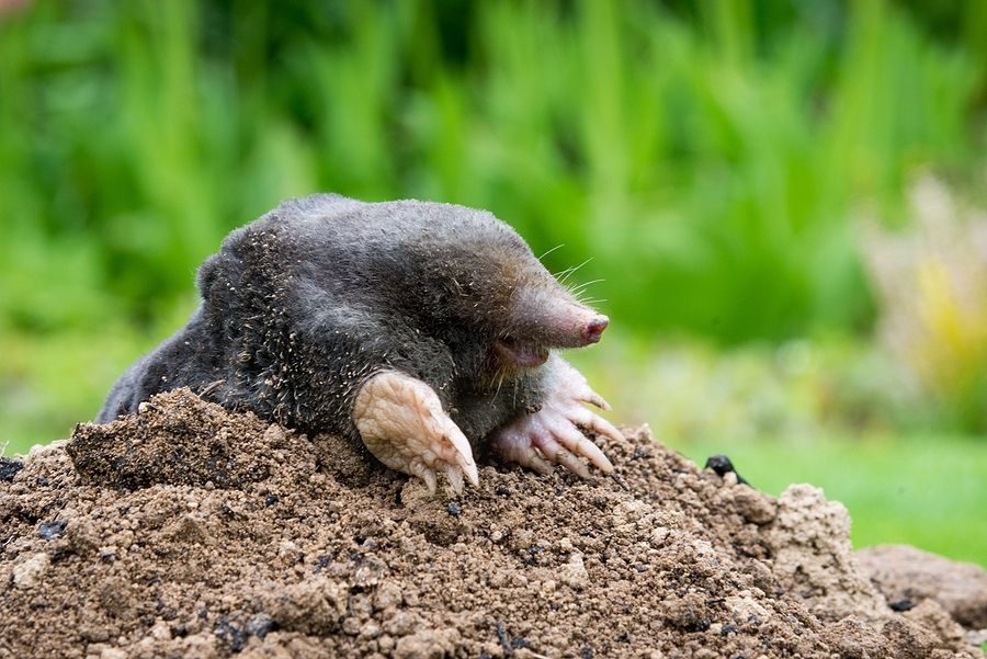 Call 629-277-0933 for Ground Mole Removal in Nashville Tennessee