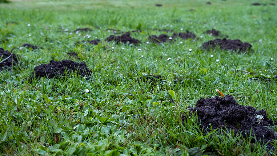 Call 629-277-0933 For Yard Mole Repellent Service in Nashville Tennessee.
