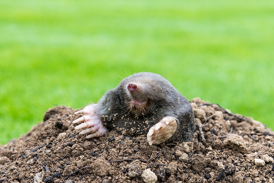 Call 629-277-0933 For Professional Animal Mole Controls in Nashville Tennessee