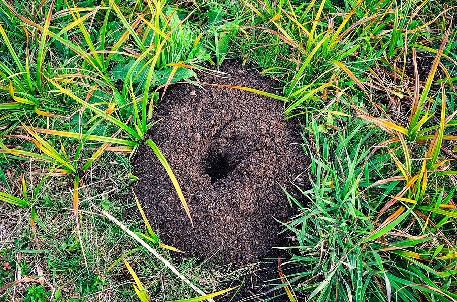 Call 629-277-0933 to Get Rid of Ground Moles in Nashville TN