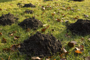 Call 629-277-0933 for Yard Mole Removal in Nashville Tennessee