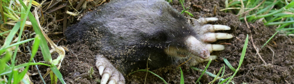 Call 629-277-0933 For Animal Mole Extermination in Nashville TN