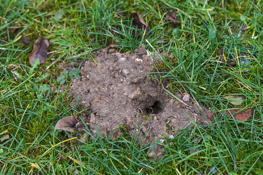 Call 629-277-0933 for Lawn Mole Damage Repair and Control in Nashville Tennessee