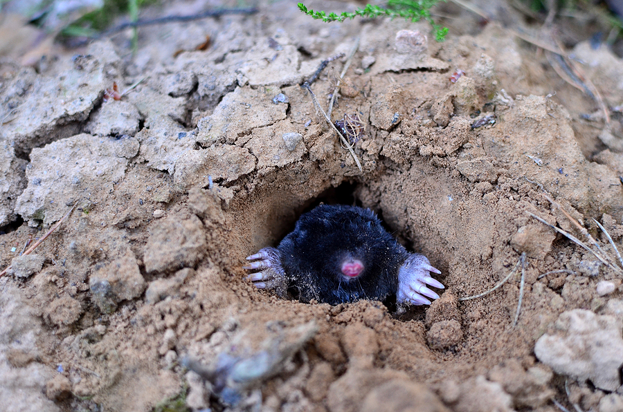 Call 629-277-0933 For Professional Yard Mole Treatment in Nashville Tennessee