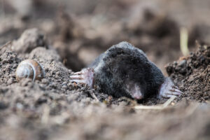 Call 629-277-0933 For Yard Mole Removal in Nashville Tennessee