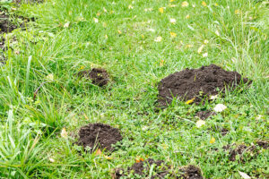 Call 629-277-0933 for Pest Control Mole Removal in Nashville Tennessee