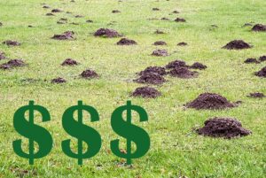 Call 629-277-0933 For Professional Yard Mole Removal in Nashville TN