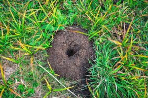 Call 629-277-0933 for Yard Mole Control in Nashville Tennessee