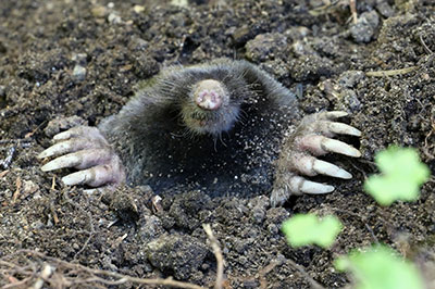 Contact Mole Miners Nashville Tennessee